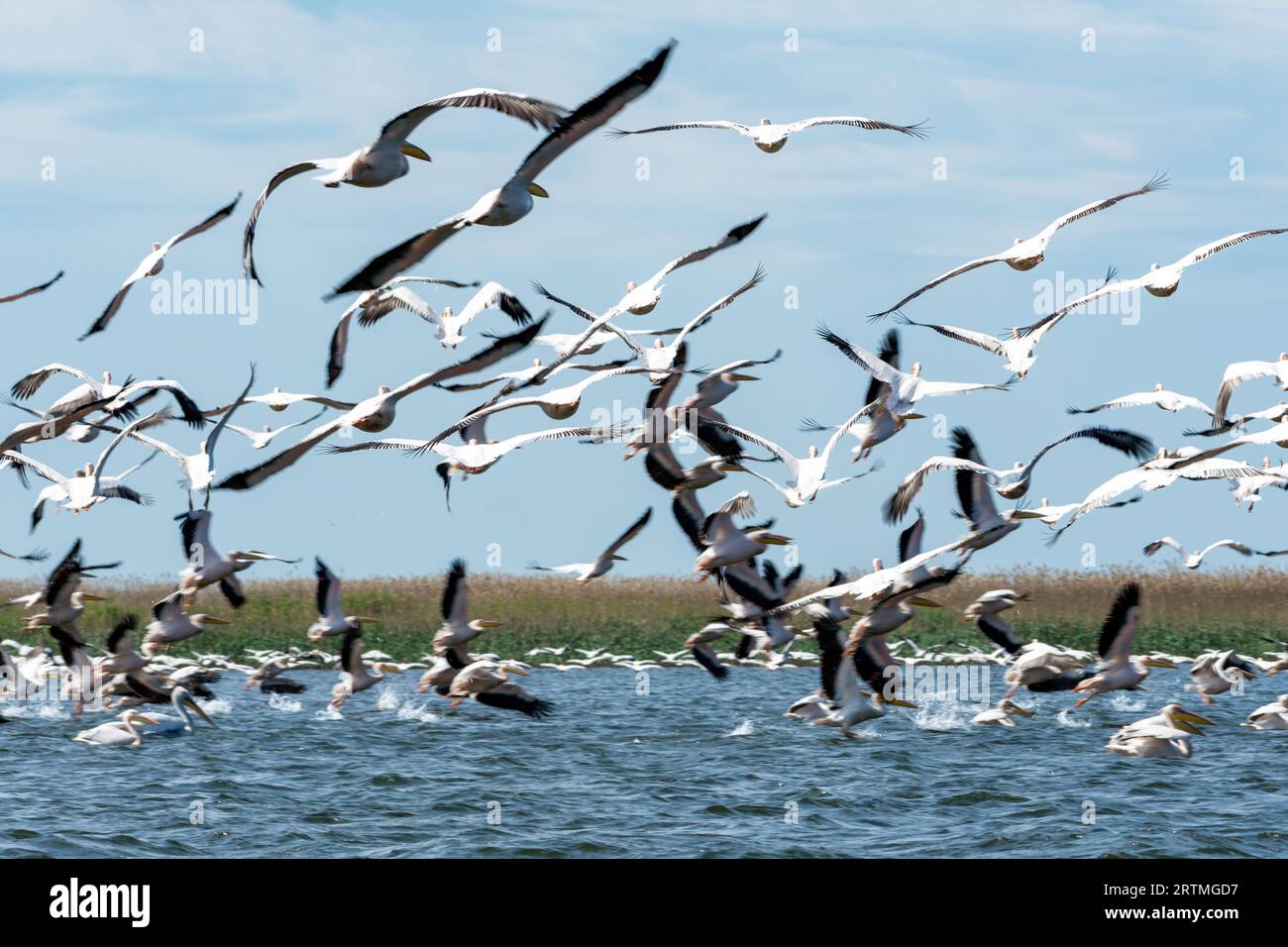 Troupeau de pélicans en vol, lac rosu dans le delta du danube, roumanie près de sulina Banque D'Images