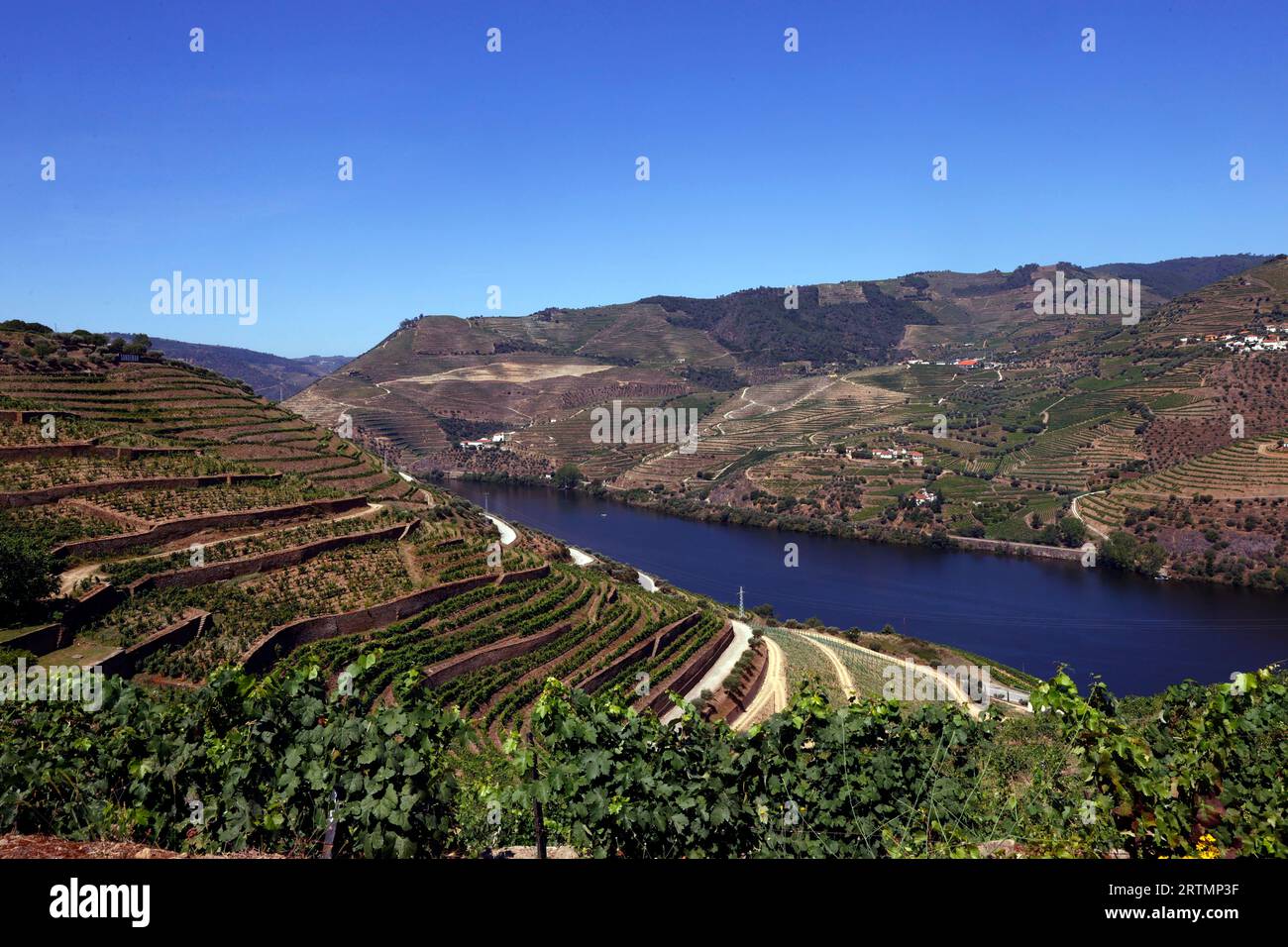 Vallée du Douro, vignoble en terrasses surplombant le fleuve Douro. Portugal. Banque D'Images