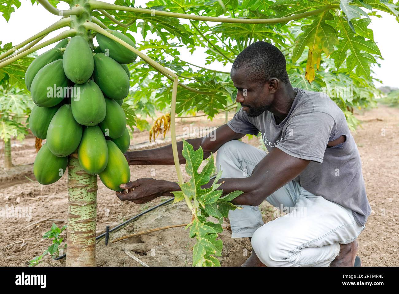 Agriculteur travaillant dans une plantation de papayes à Tawafall, Sénégal Banque D'Images