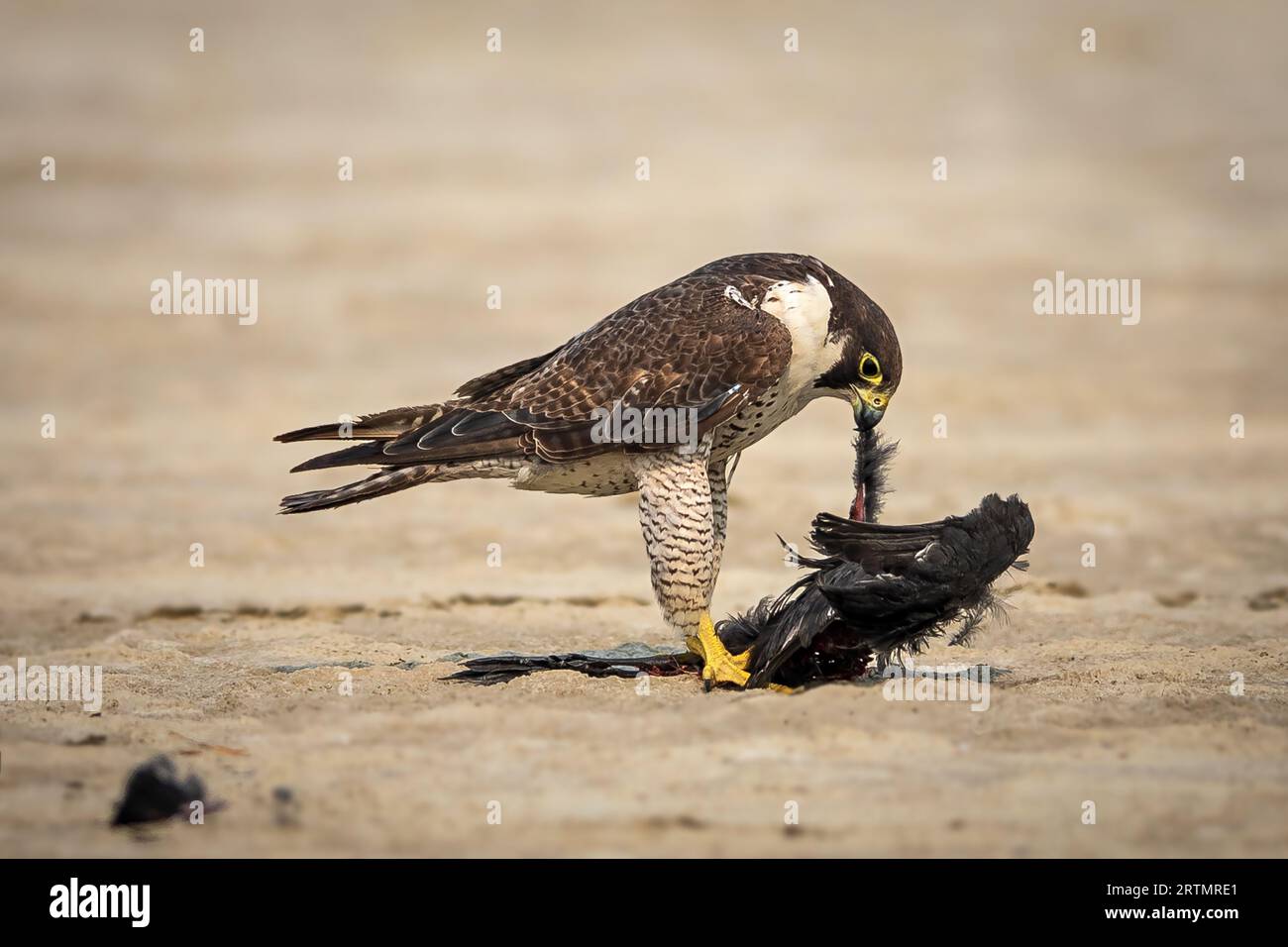 faucon pèlerin avec un pigeon. Sambhar Salt Lake, Rajasthan, Inde : des images PALPITANTES montrent un hérculéen Peregrine marchant fermement après un succès Banque D'Images