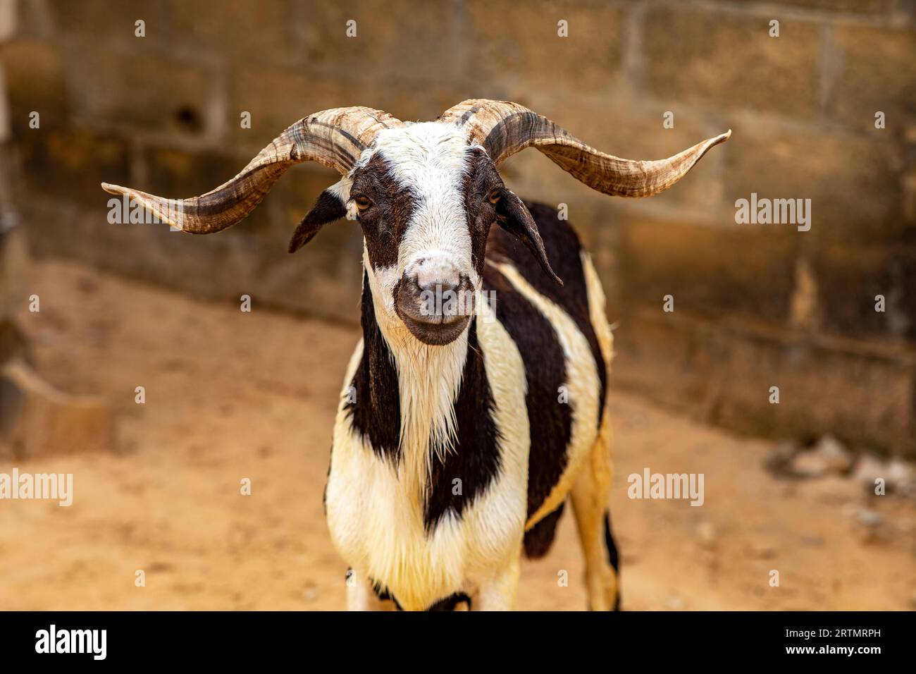Chèvre élevée à Fatick, Sénégal Banque D'Images