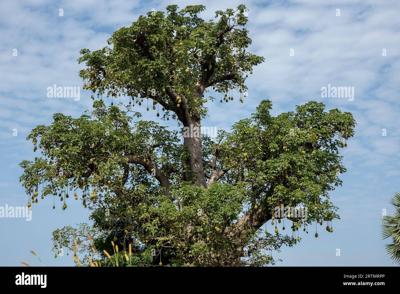 Baobab près de Fatick, Sénégal Banque D'Images