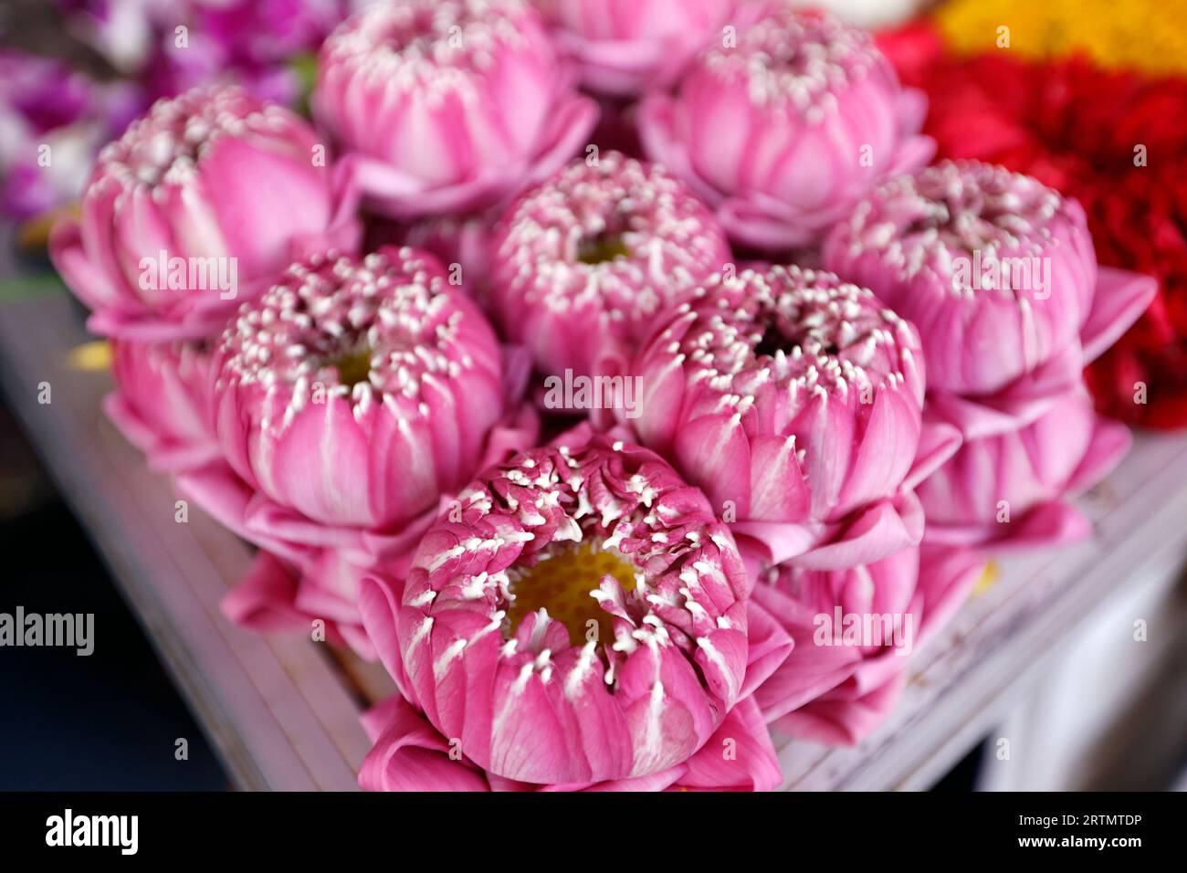 Fleuriste indien au temple Sri Maha Mariamman. Guirlandes de fleurs utilisées comme offrandes de temple pour la cérémonie hindoue. Bangkok. Thaïlande. Banque D'Images