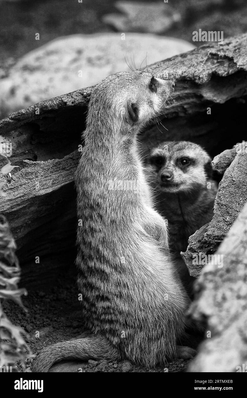 Meerikat ou meerkat (lat. Suricata suricatta) est une espèce de mammifères de la famille des mangoustes (Herpestidae). Banque D'Images