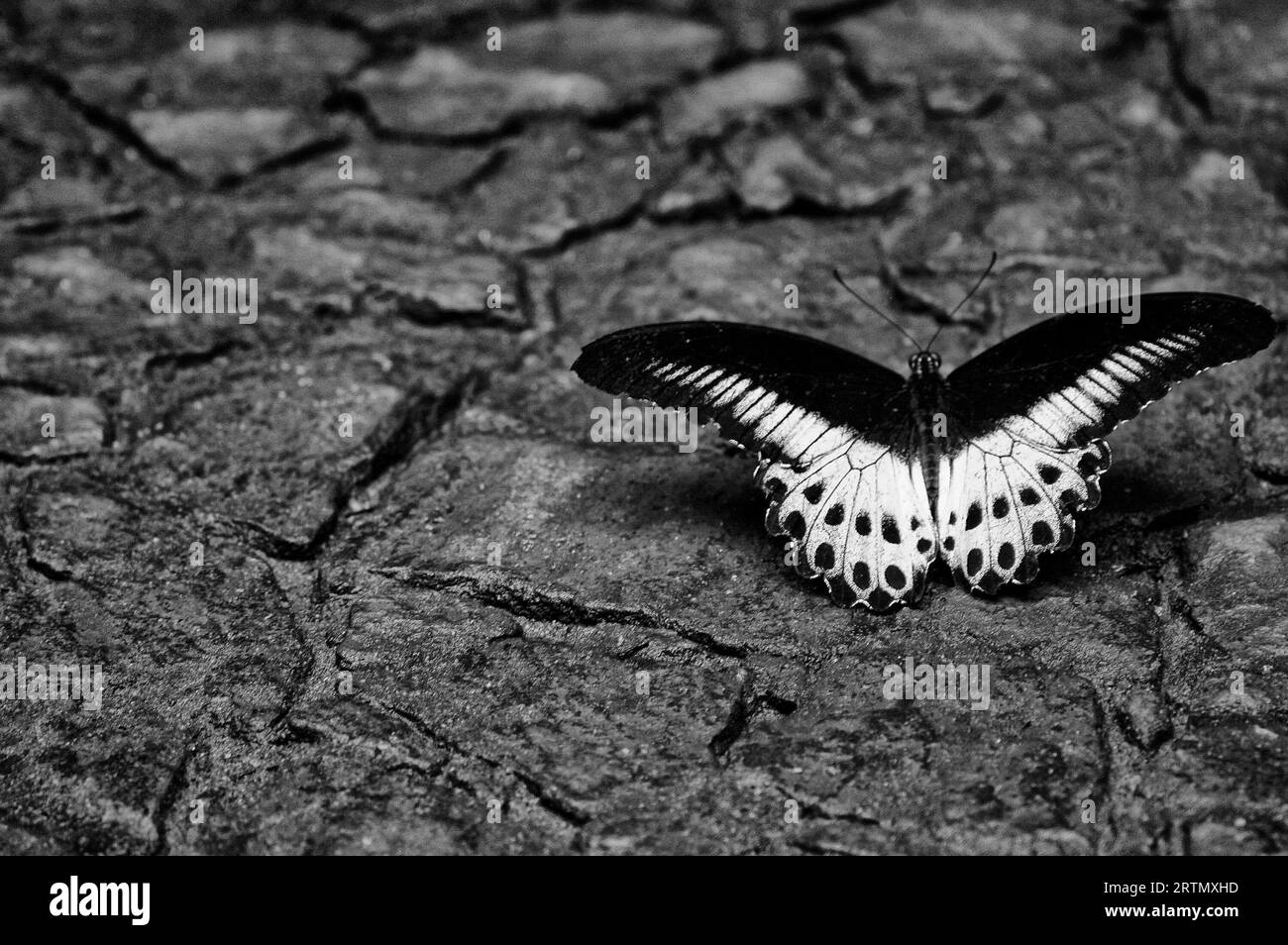 Insectes, papillons Photo Banque D'Images