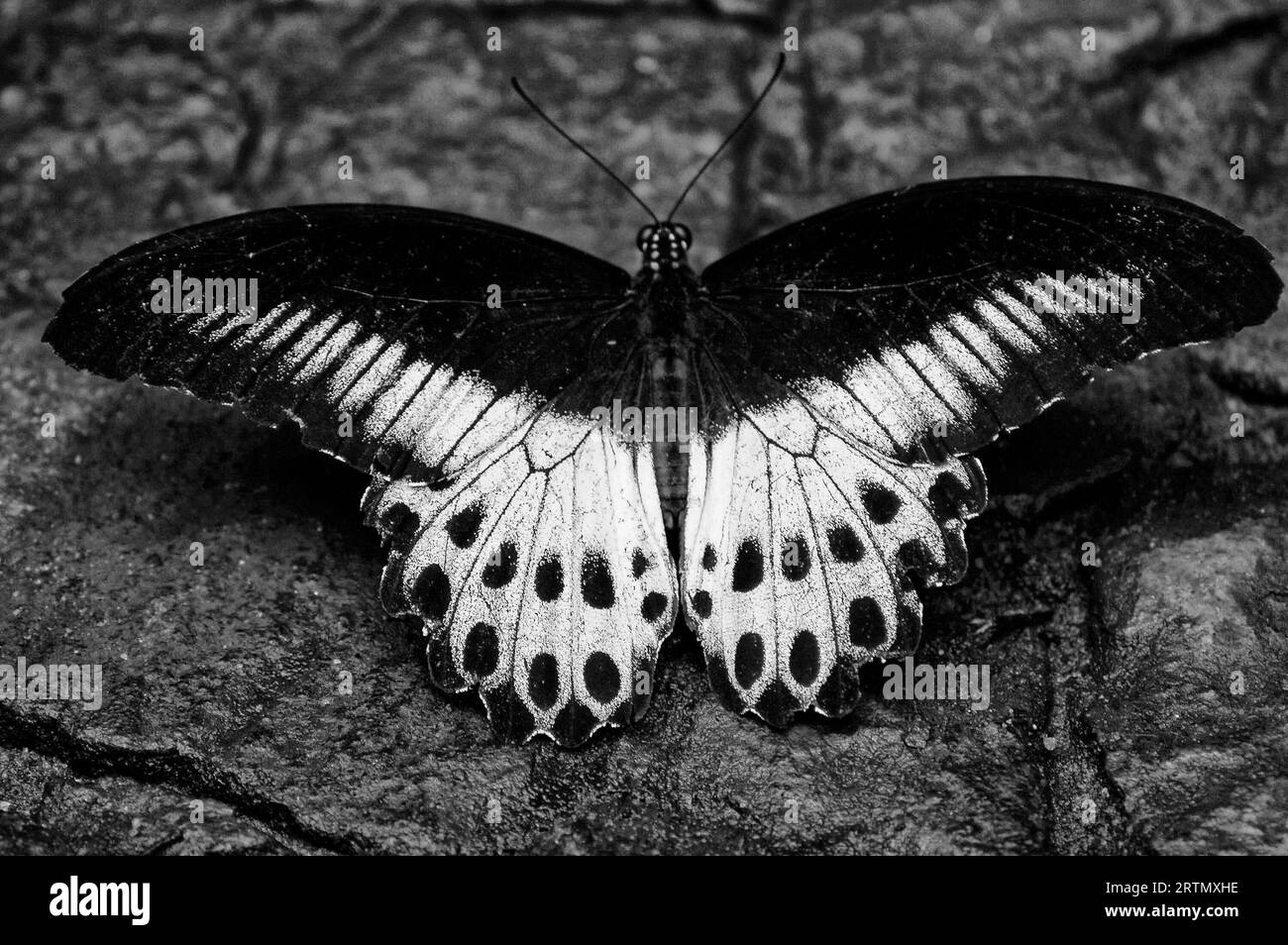 Insectes, papillons Photo Banque D'Images