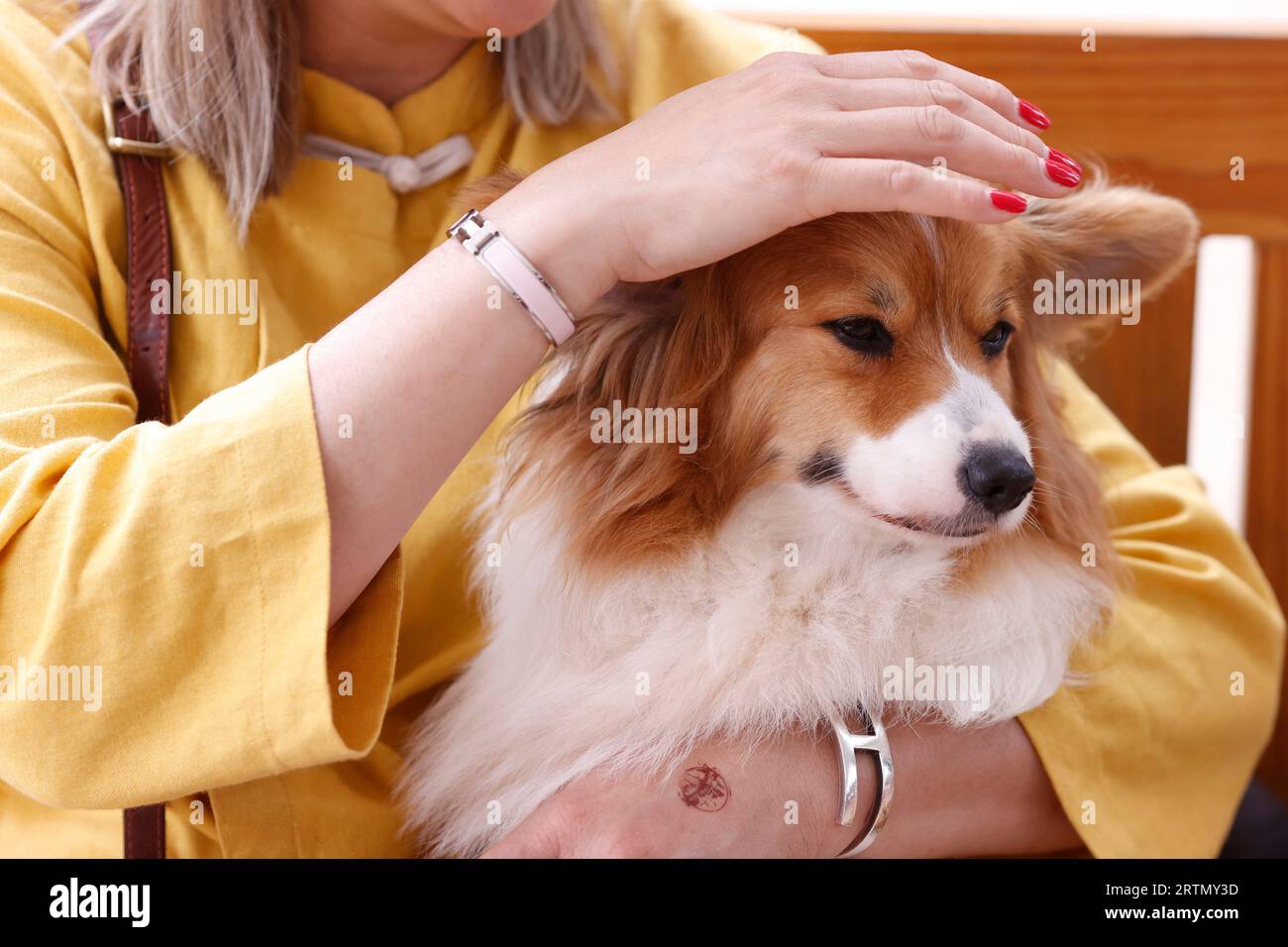 Ferme à chiots. Paradise World pour les amoureux des animaux de compagnie, temps illimité au parc pour chiens avec plus de 35 catégories différentes. Dalat. Vietnam. Banque D'Images