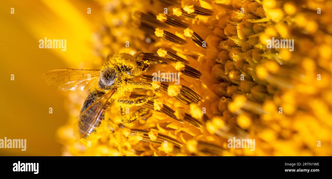 Rapprochez-vous de la nature : Sunflower Bee dans une mise au point sélective Banque D'Images