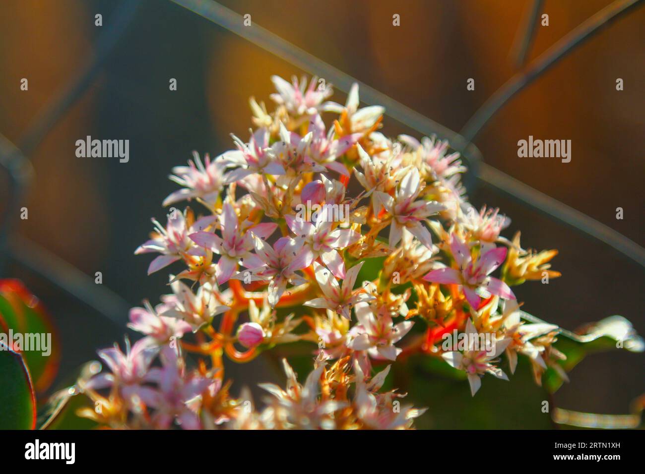 Une belle plante aux multiples pétales roses et blancs. Banque D'Images