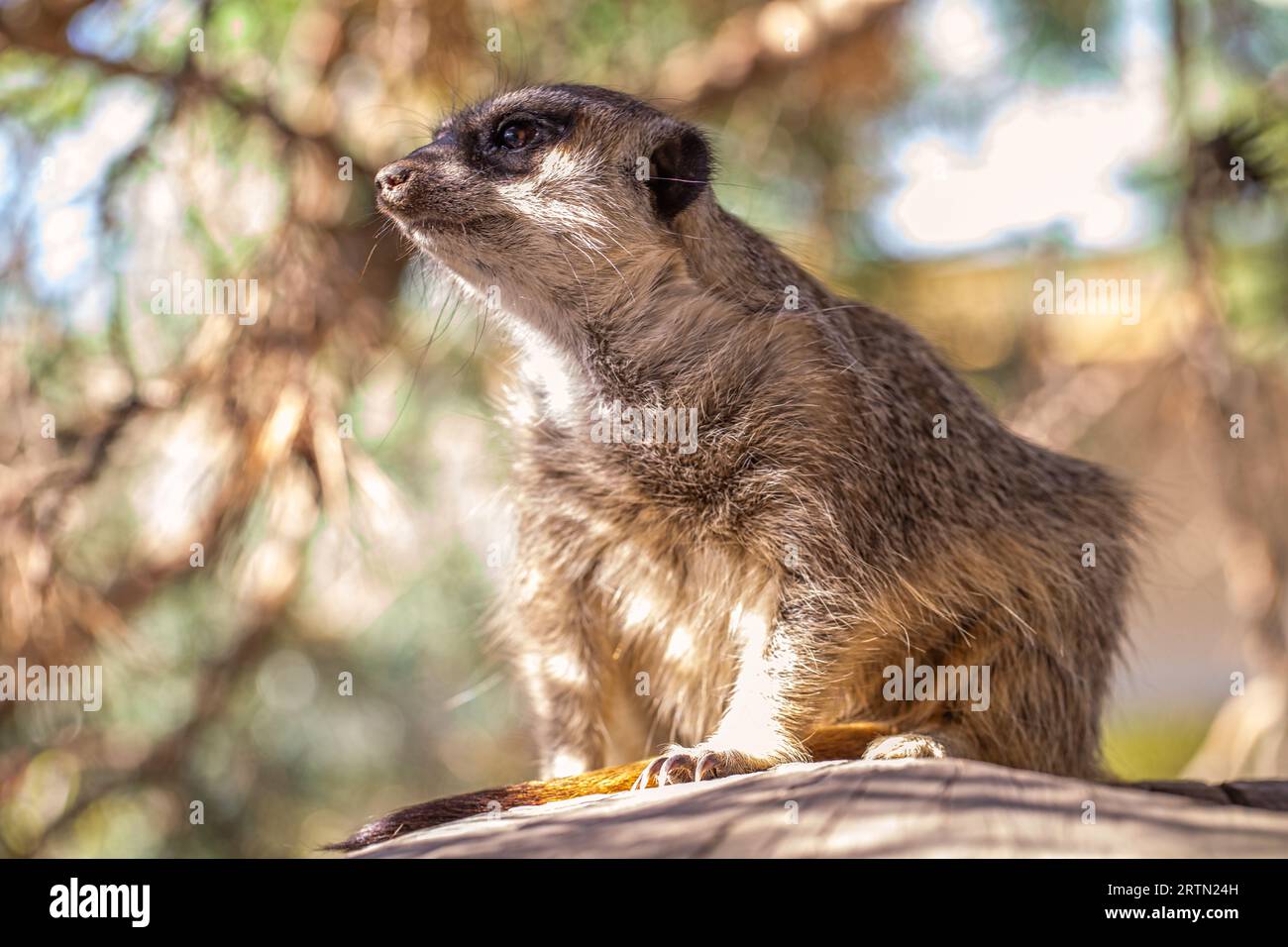 Rencontre avec la faune : suricate reposant sur une bûche de bois Banque D'Images
