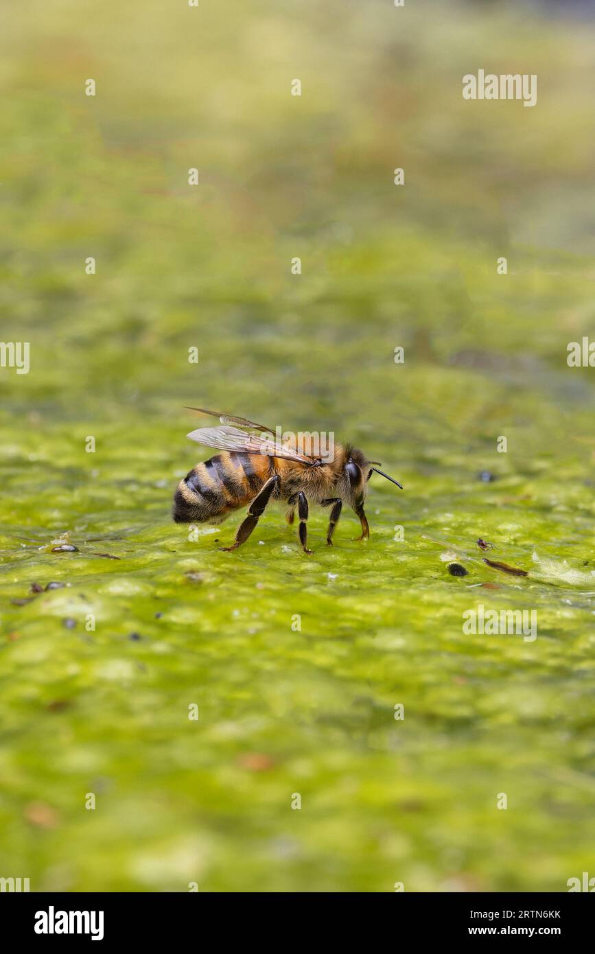WESTERN Honey Bee (Apis mellifera) Norfolk juin 2023 Banque D'Images