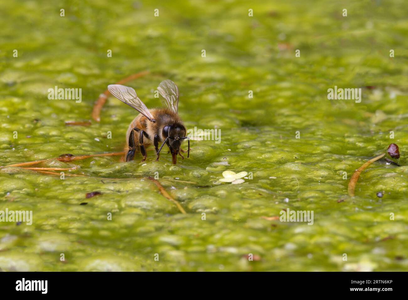 WESTERN Honey Bee (Apis mellifera) Norfolk juin 2023 Banque D'Images