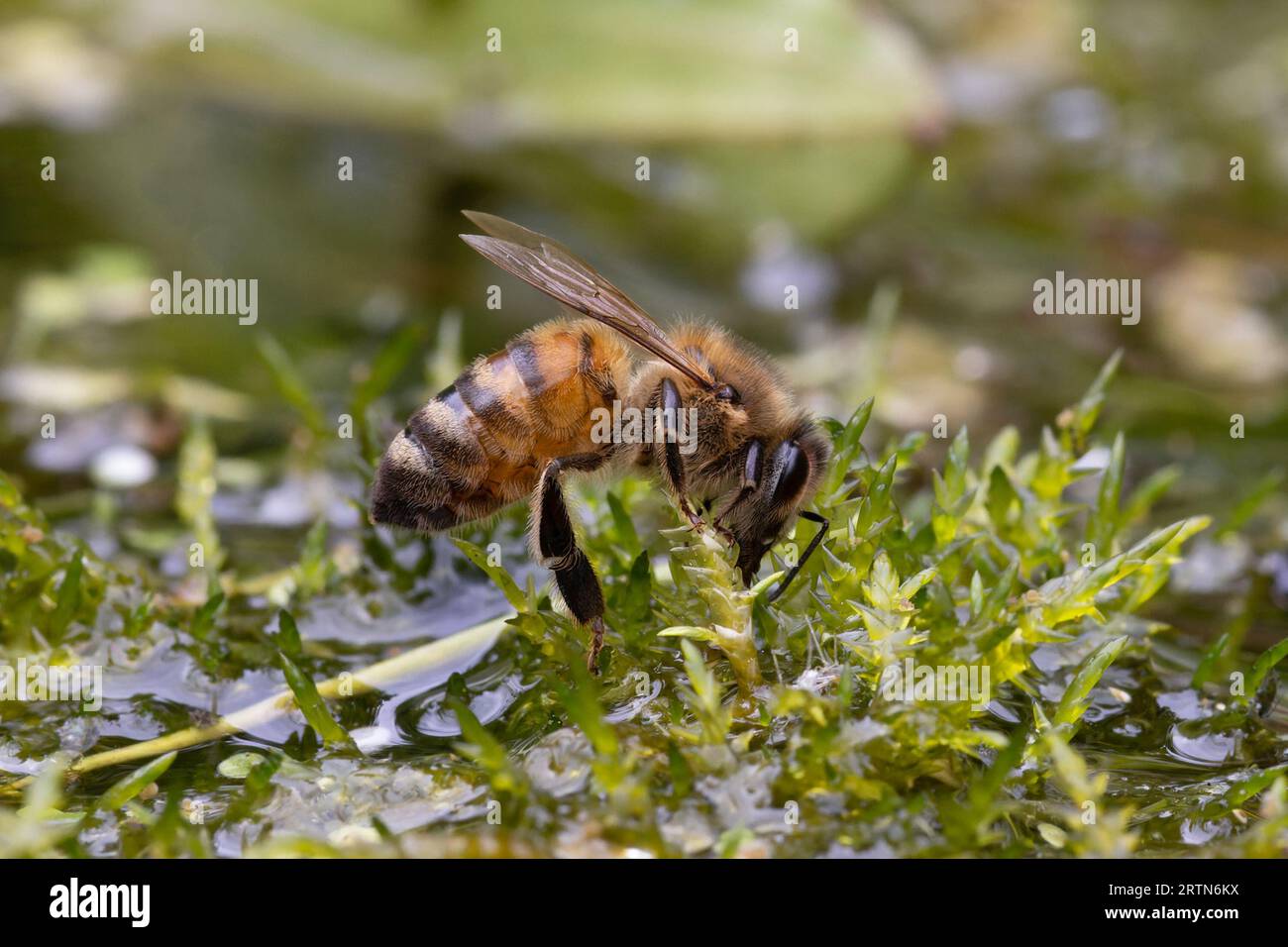 WESTERN Honey Bee (Apis mellifera) Norfolk juin 2023 Banque D'Images
