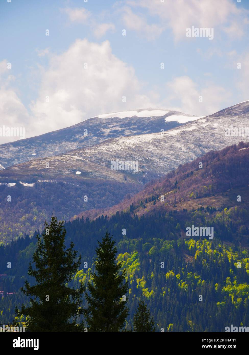 paysage de campagne au printemps. collines boisées vallonnées avec prairies herbeuses par une journée ensoleillée. crête éloignée avec des taches de neige sous un ciel bleu avec du clo Banque D'Images