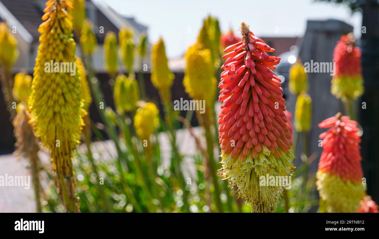 Fleurs de poker chaudes jaunes et rouges dans le jardin. Kniphofia uvaria tritomea ou fleur de lys torche. Les fleurs rouges attirent les abeilles Banque D'Images