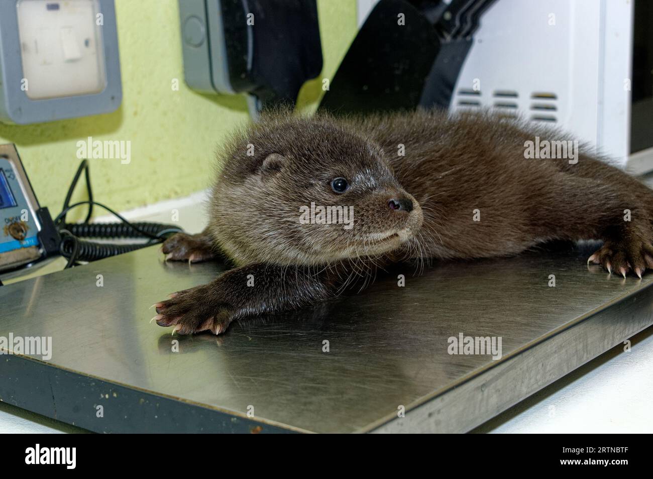 Loutre eurasienne (Lutra lutra) petit de 8 semaines pesé. Banque D'Images