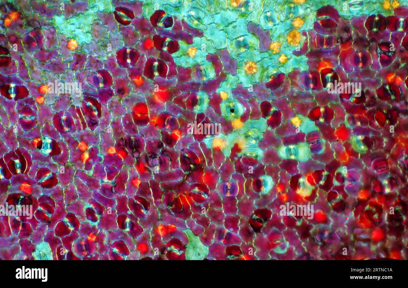 L'image présente des stomates dans l'épiderme foliaire de Croton, photographiés au microscope en lumière polarisée à un grossissement de 100X. Banque D'Images