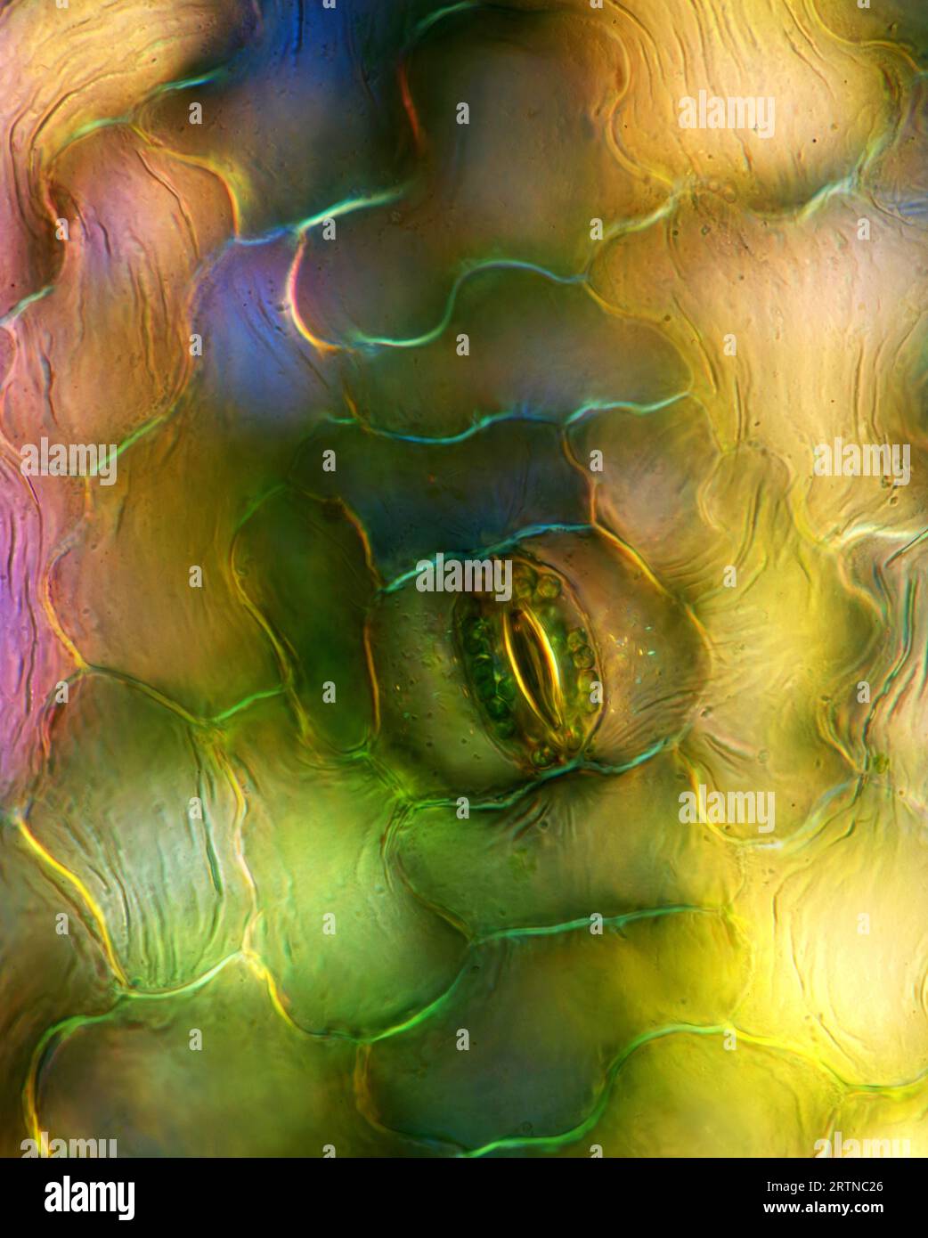 L'image présente une stomie unique dans l'épiderme foliaire de Spathiphyllum, photographiée au microscope en lumière polarisée à un grossissement de 200X. Banque D'Images