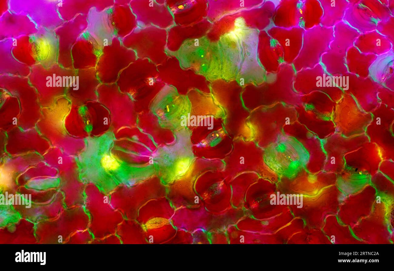L'image présente des stomates dans l'épiderme foliaire de Croton, photographiés au microscope en lumière polarisée à un grossissement de 200X. Banque D'Images