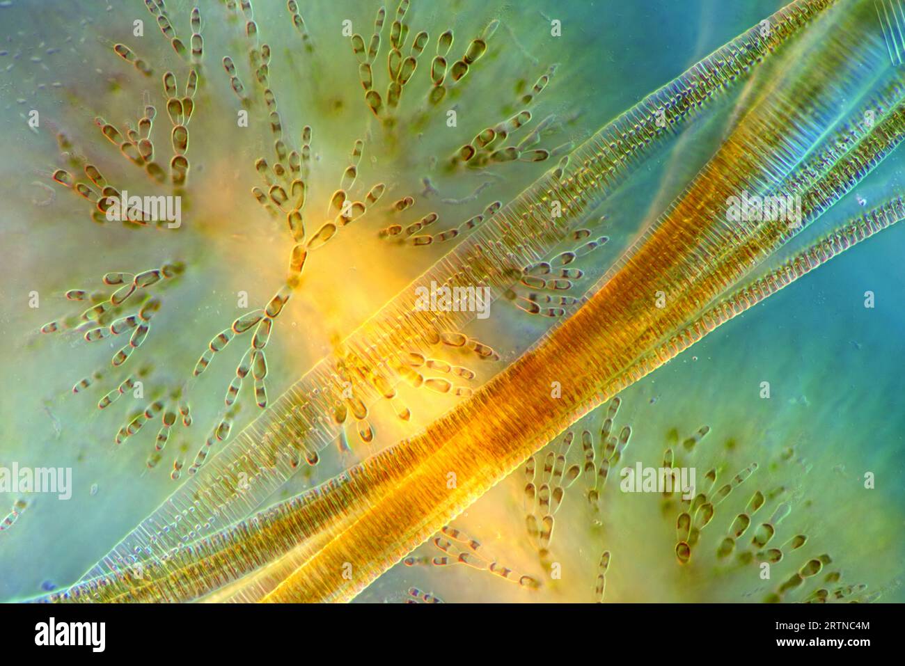 L'image présente Fragilaria sp., une sorte de diatomées contre Batrachospermum, une sorte d'algue rouge, photographiée au microscope en li polarisé Banque D'Images