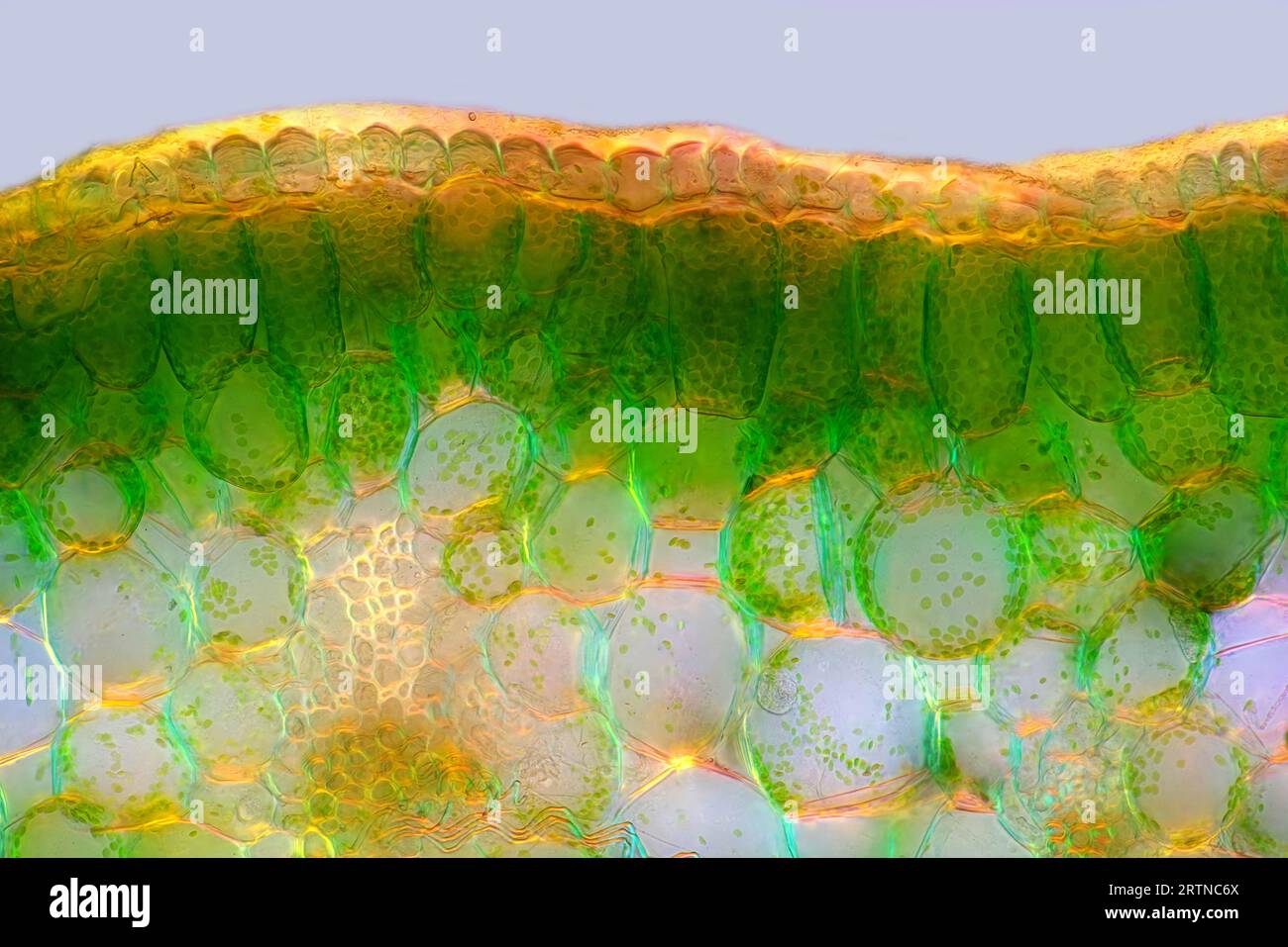 L'image présente le mésophylle palissade dans la feuille d'hyacinthus (coupe transversale) photographiée au microscope en lumière polarisée à un magn Banque D'Images