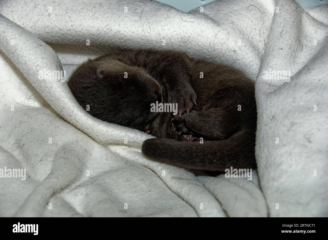 Loutre eurasienne (Lutra lutra) petit de 5 semaines avec un œil ouvert. Banque D'Images