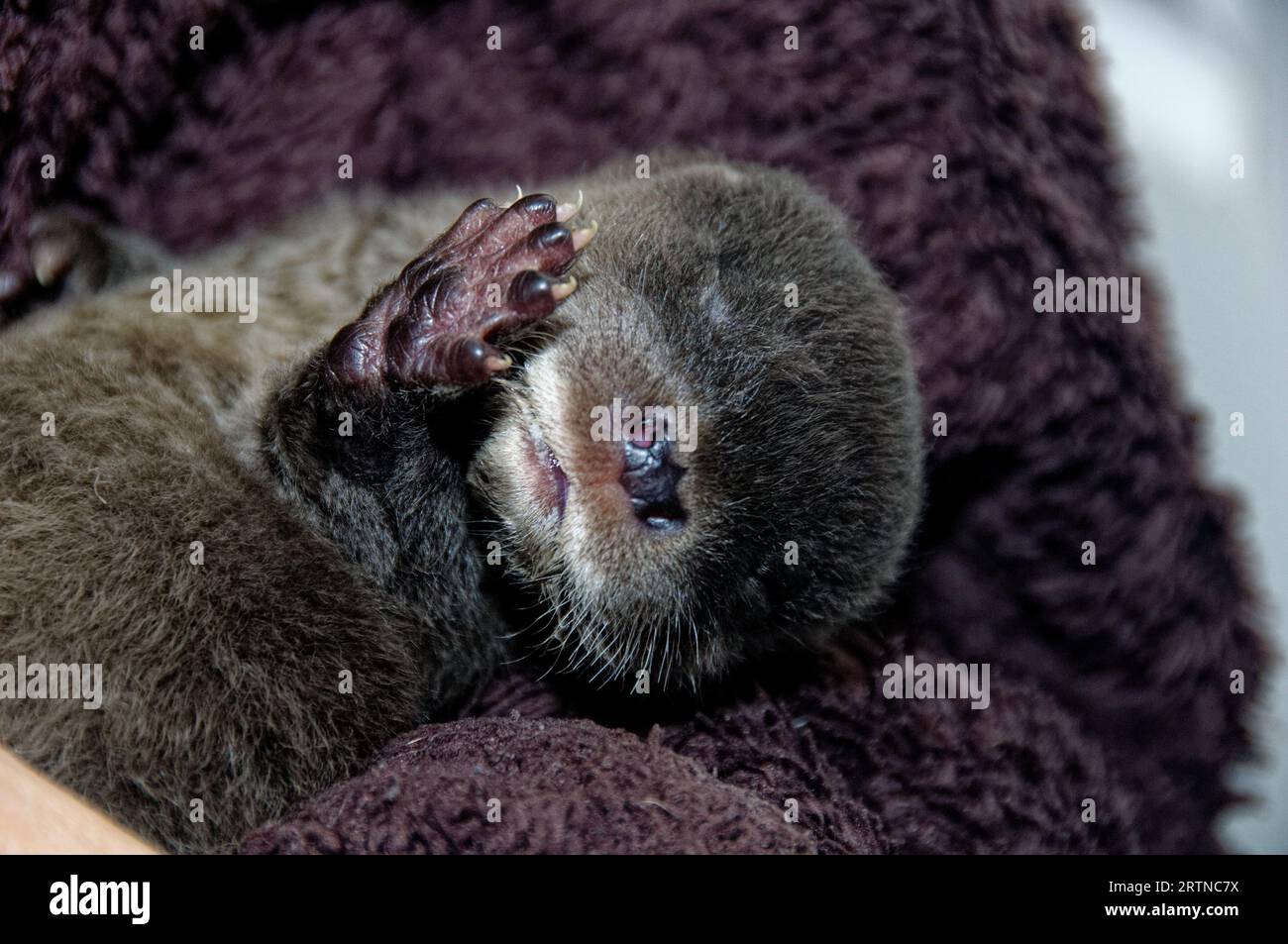 Loutre eurasienne (Lutra lutra) petit de 5 semaines avec un œil ouvert. Banque D'Images