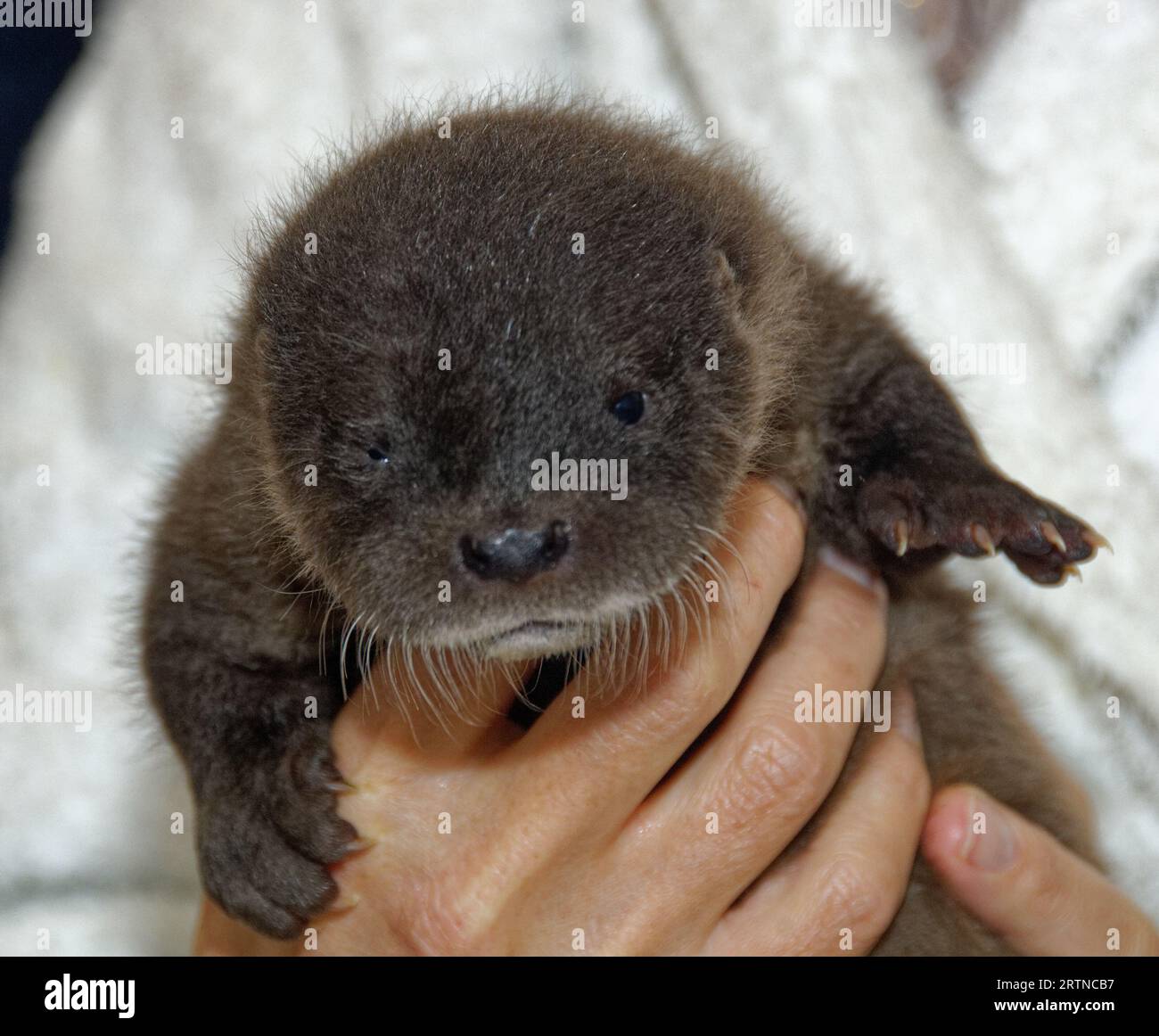 Loutre eurasienne (Lutra lutra) petit de 5 semaines avec un œil ouvert. Banque D'Images