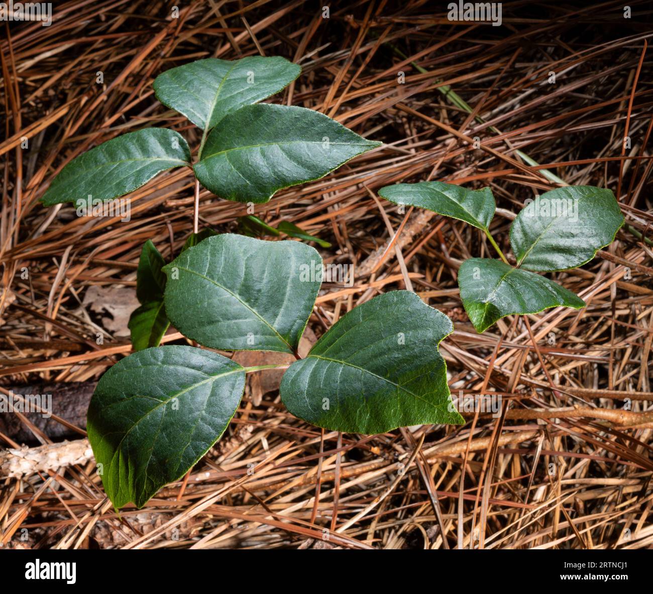 Plantes de lierre empoisonnées grandissant entre un épais tapis d'aiguilles de pin sur un sol de forêt. Banque D'Images