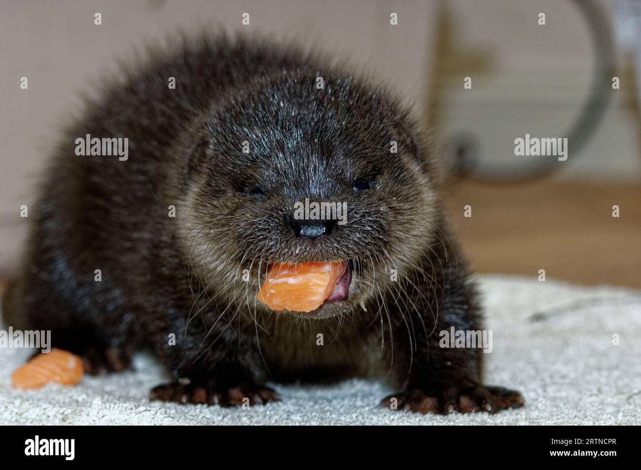 Adorable Bébé Loutre Eurasien En été Image stock - Image du