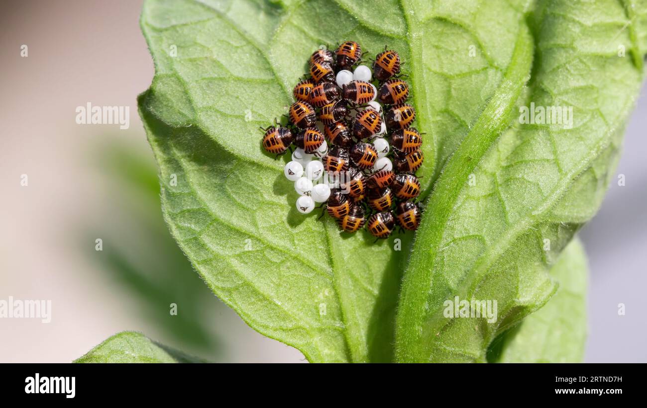 Larves et œufs de la punaise marmorée brune sur une feuille Banque D'Images