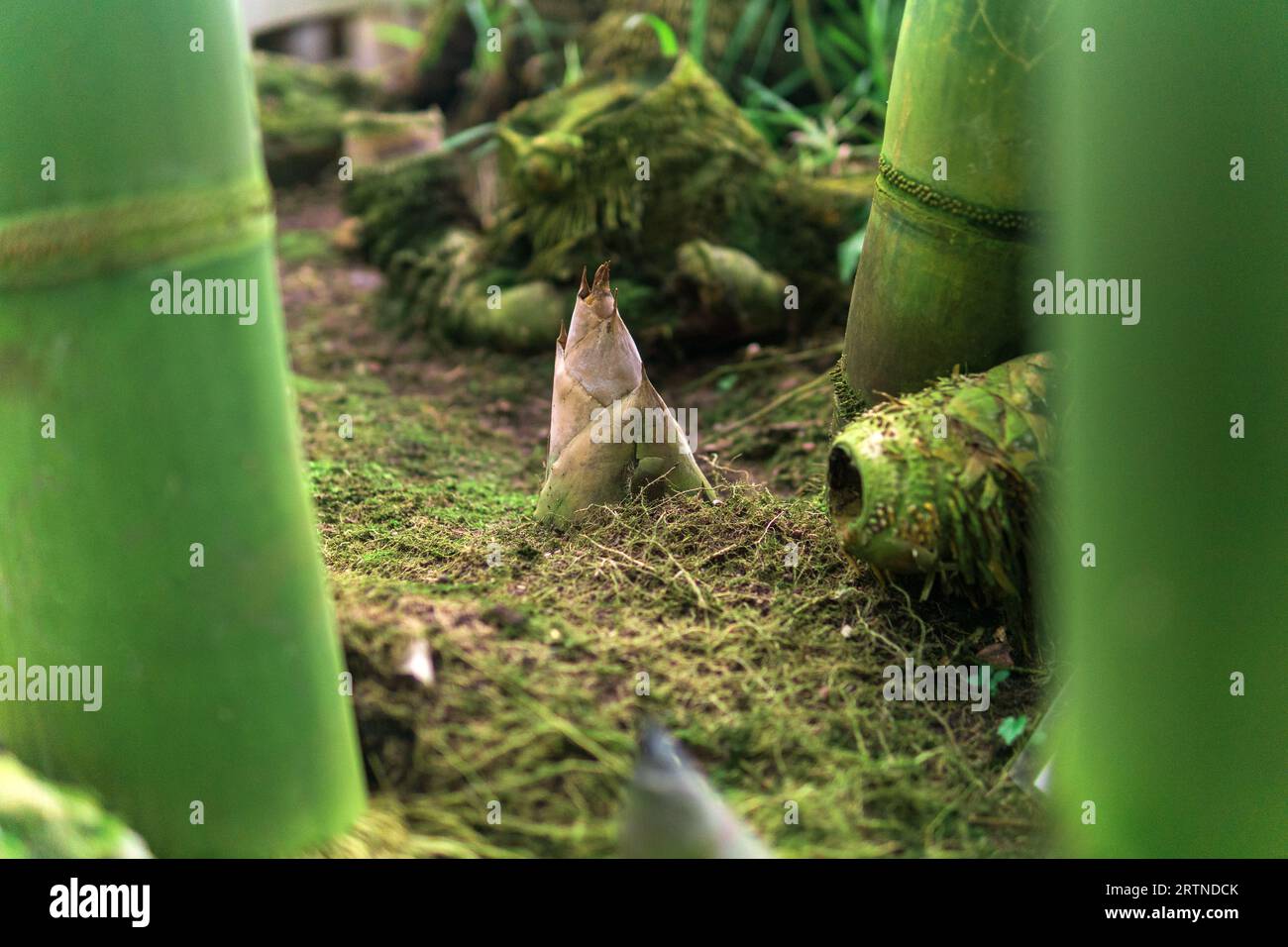 germe de bambou émergeant de la terre parmi de grandes tiges de bambou Banque D'Images