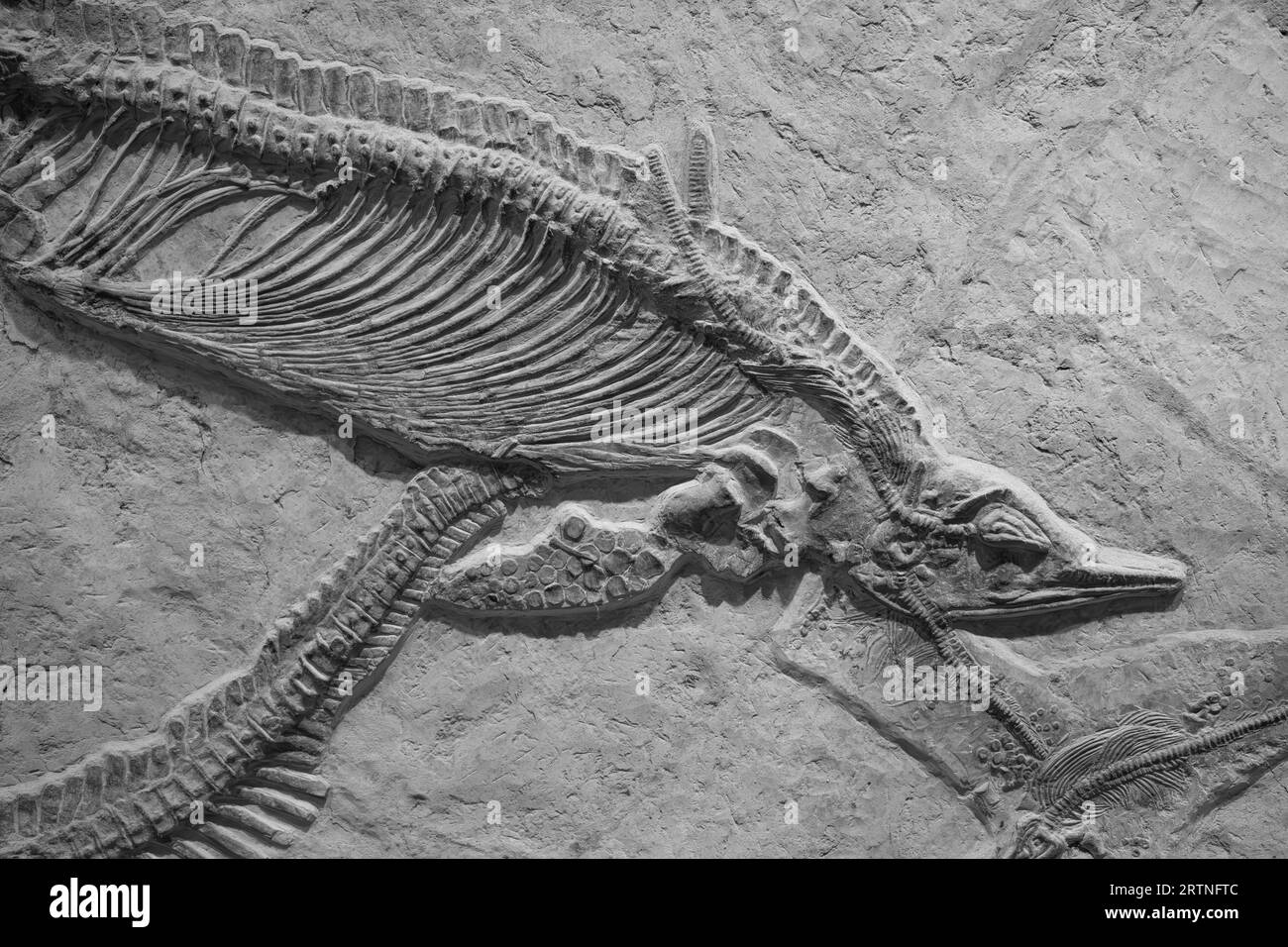 composition horizontale fossile squelette de dinosaure Banque D'Images