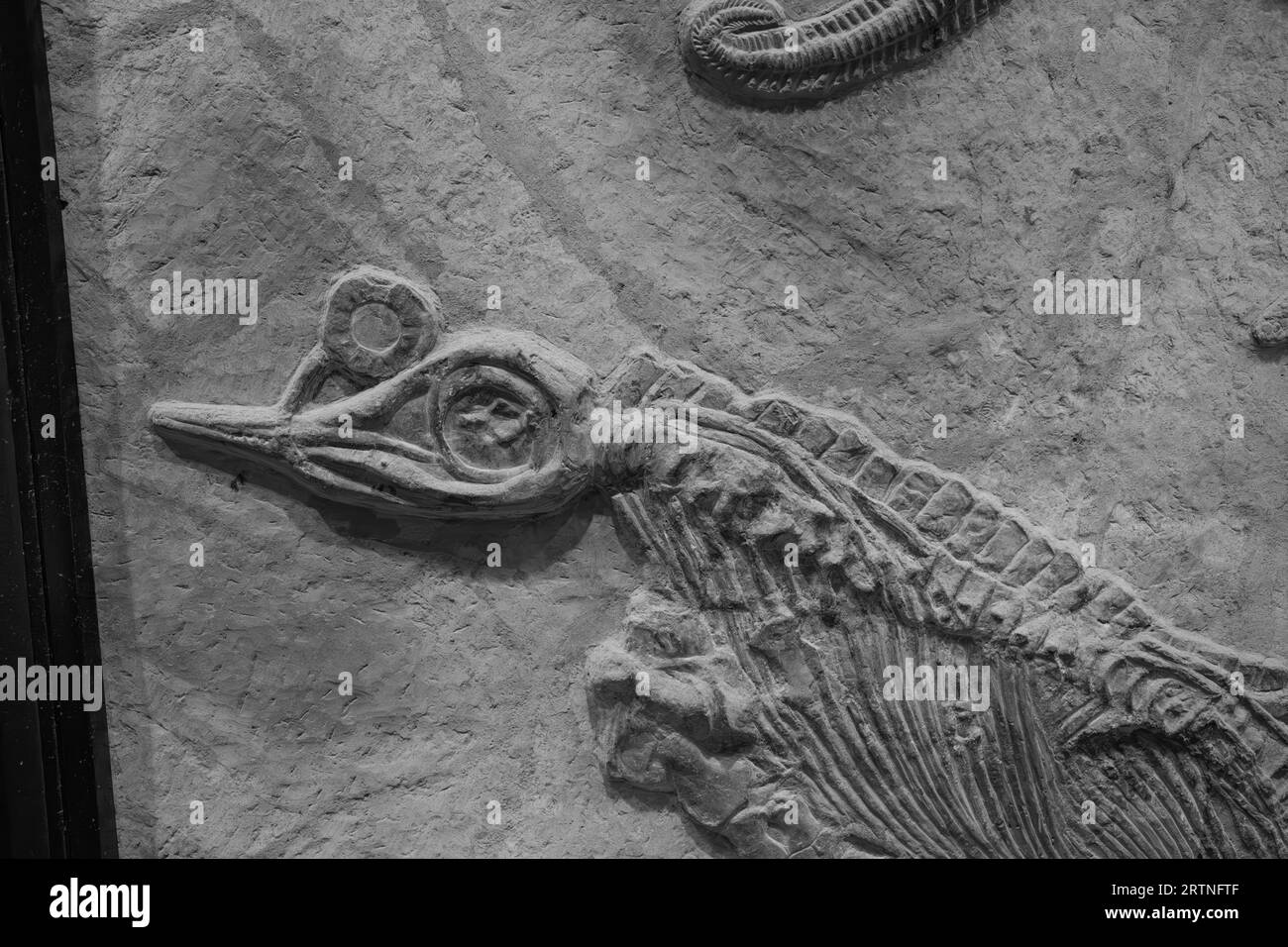 composition horizontale fossile squelette de dinosaure Banque D'Images