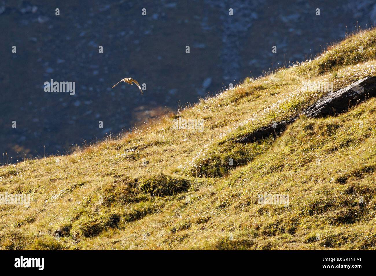 Kestrel commun (Falco tinnunculus) près de Passo di Gana Negra, Tessin Banque D'Images