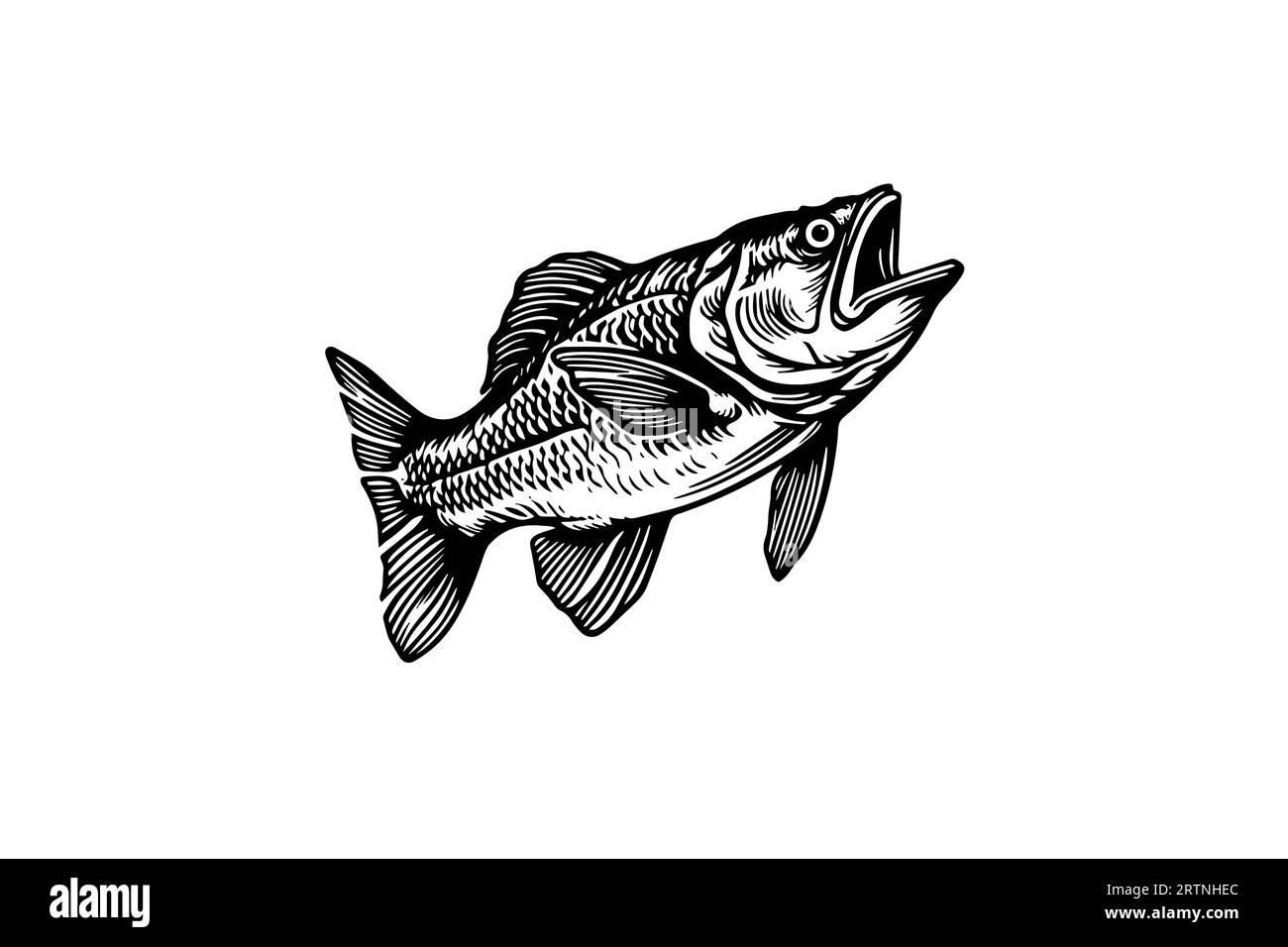 Brochet dessiné à la main gravure poisson isolé sur fond blanc. Illustration d'esquisse vectorielle. Illustration de Vecteur