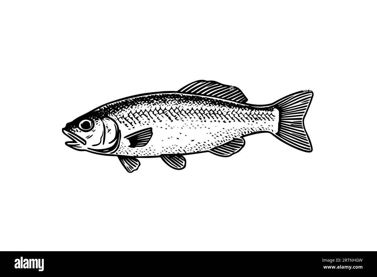 Roach dessiné à la main gravure poisson isolé sur fond blanc. Illustration d'esquisse vectorielle. Illustration de Vecteur