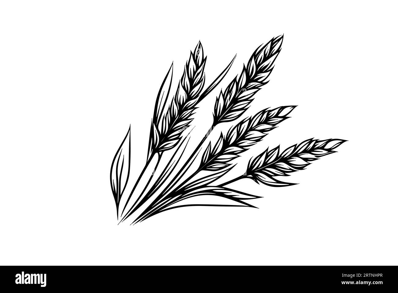 Épis de pain de blé croquis de récolte de céréales gravure style illustration vectorielle. Illustration de Vecteur