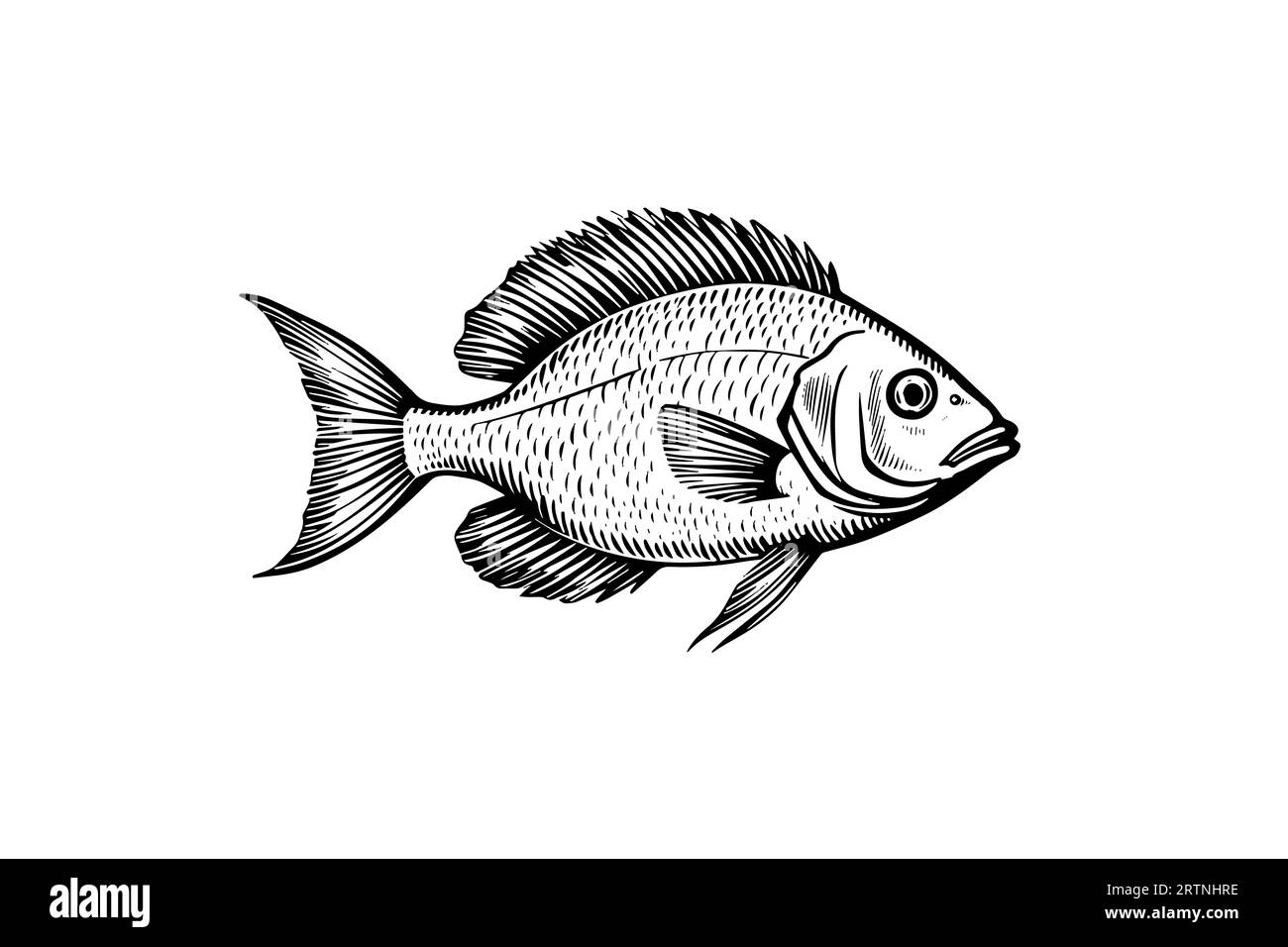 Perche dessiné à la main gravure poisson isolé sur fond blanc. Illustration d'esquisse vectorielle. Illustration de Vecteur