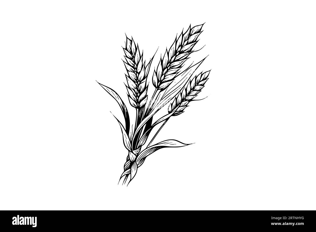 Épis de pain de blé croquis de récolte de céréales gravure style illustration vectorielle. Illustration de Vecteur