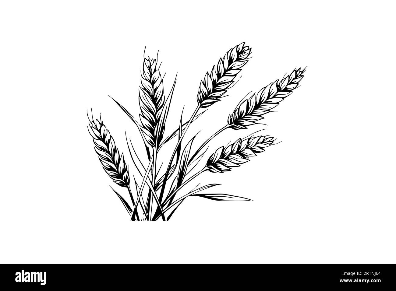 Épis de pain de blé croquis de récolte de céréales gravure style illustration vectorielle. Illustration de Vecteur