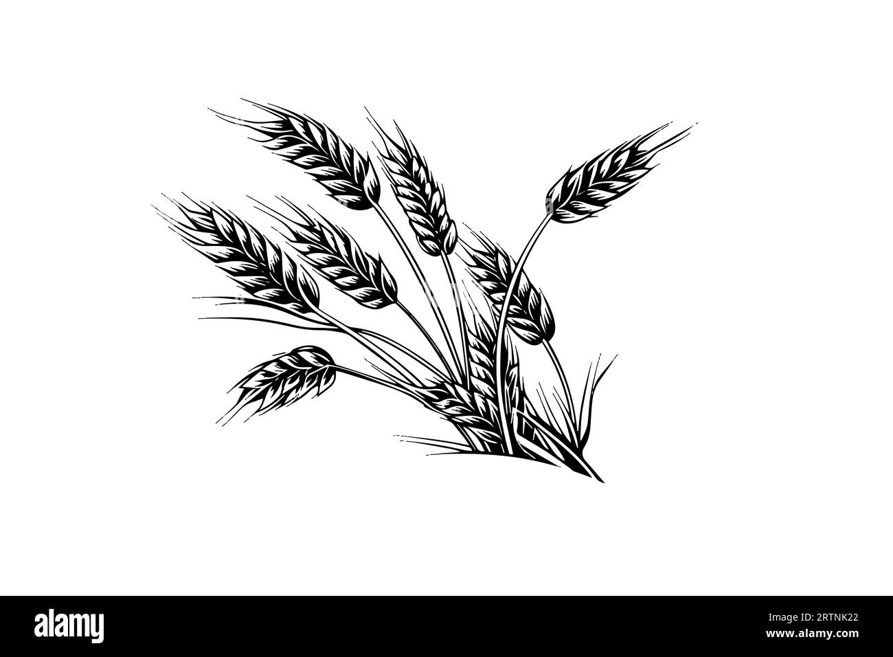 Épis de pain de blé croquis de récolte de céréales gravure style illustration vectorielle. Illustration de Vecteur