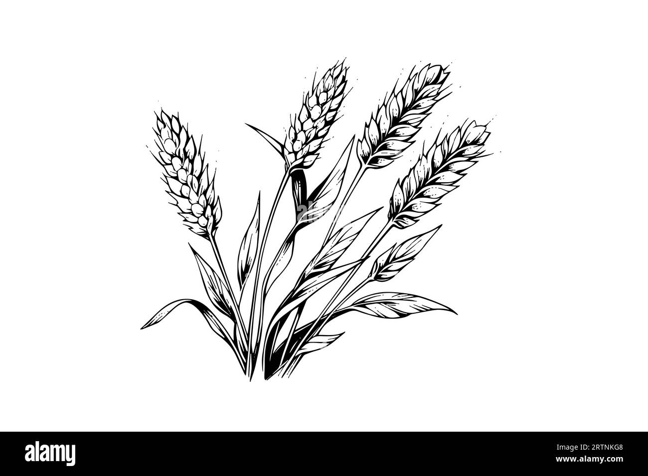 Épis de pain de blé croquis de récolte de céréales gravure style illustration vectorielle. Illustration de Vecteur