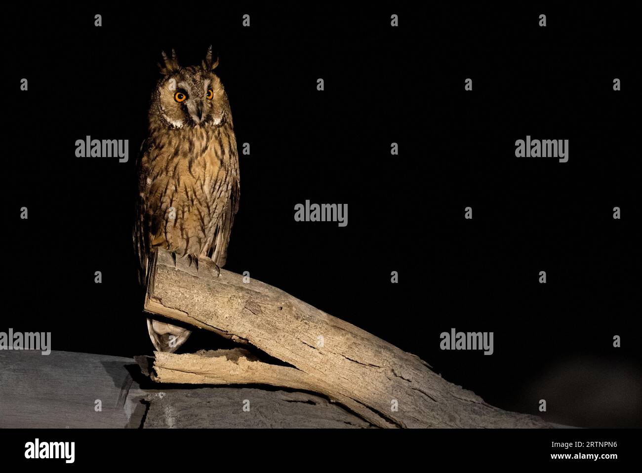 Le hibou aux oreilles longues (ASIO otus), également connu sous le nom de hibou aux oreilles longues du nord ou, plus officieusement, de hibou à cornes ou de chat, est de taille moyenne Banque D'Images