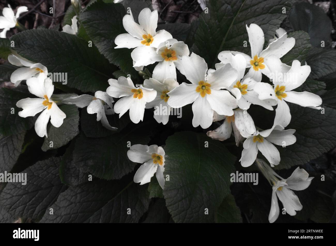 Fleurs colorées dans la vallée de l'Orfento Banque D'Images