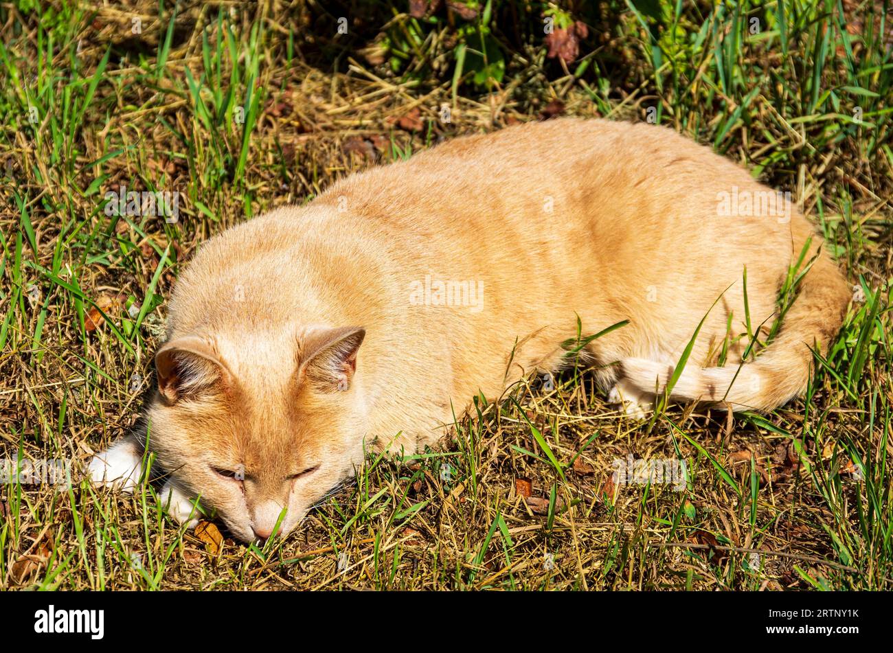 Un chat domestique aux cheveux roux se trouve dans l'herbe et prend le soleil. Eine rothaarige Hauskatze liegt im gras und sonnt sich. Banque D'Images