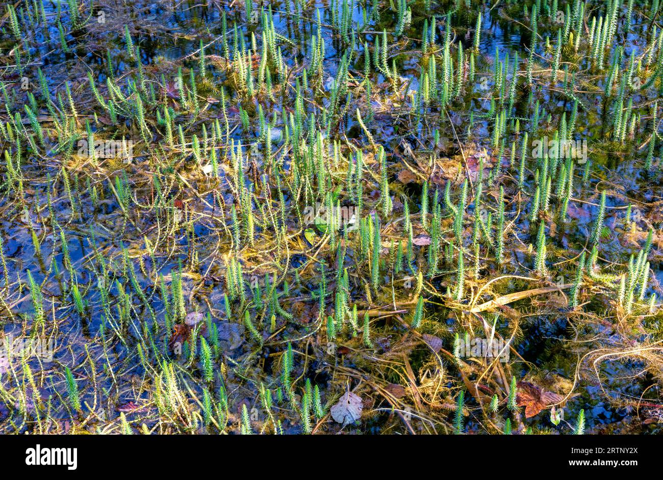 Plantes aquatiques (queue de jument commune) dans un étang dans le parc national High Tauern dans les alpes européennes près du village de Kaprun, Autriche Banque D'Images