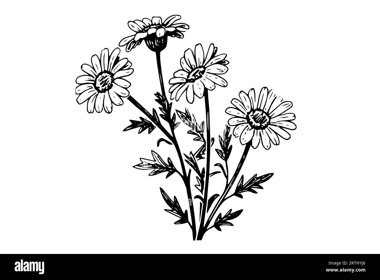 Croquis à l'encre de camomille dessiné à la main. Illustration vectorielle de gravure de fleurs de Marguerite. Illustration de Vecteur