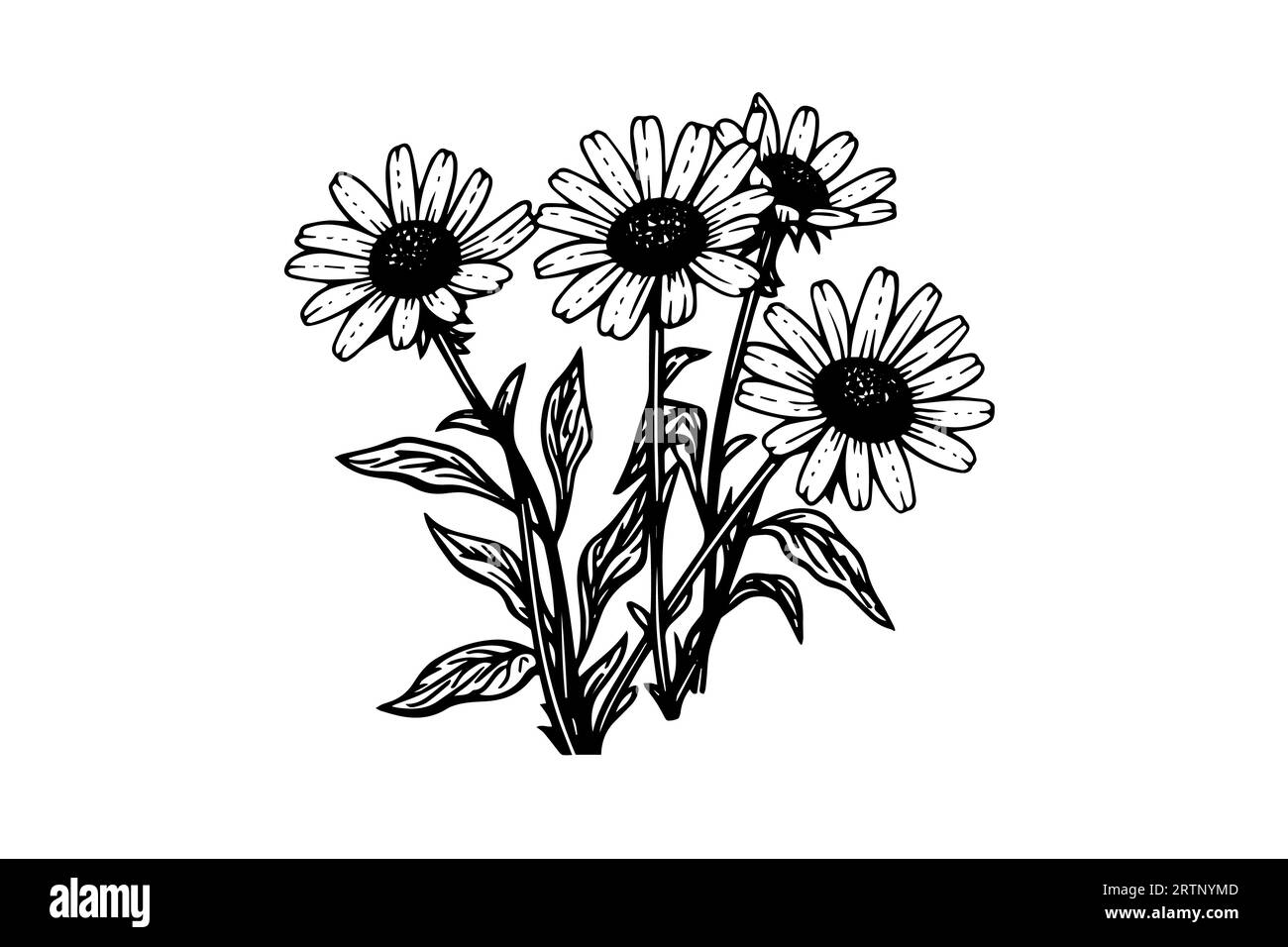 Croquis à l'encre de camomille dessiné à la main. Illustration vectorielle de gravure de bouquet de Marguerite. Illustration de Vecteur