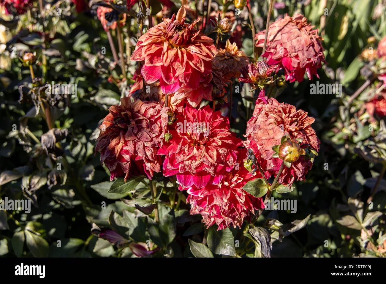 Dahlias mourant après un gel Banque D'Images